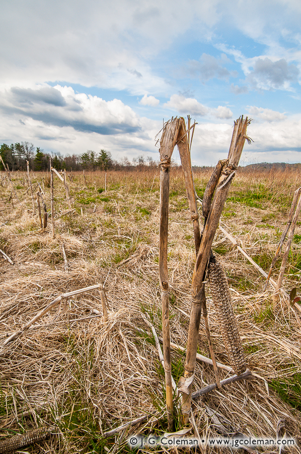 Withered Fields J. G. Coleman Photography