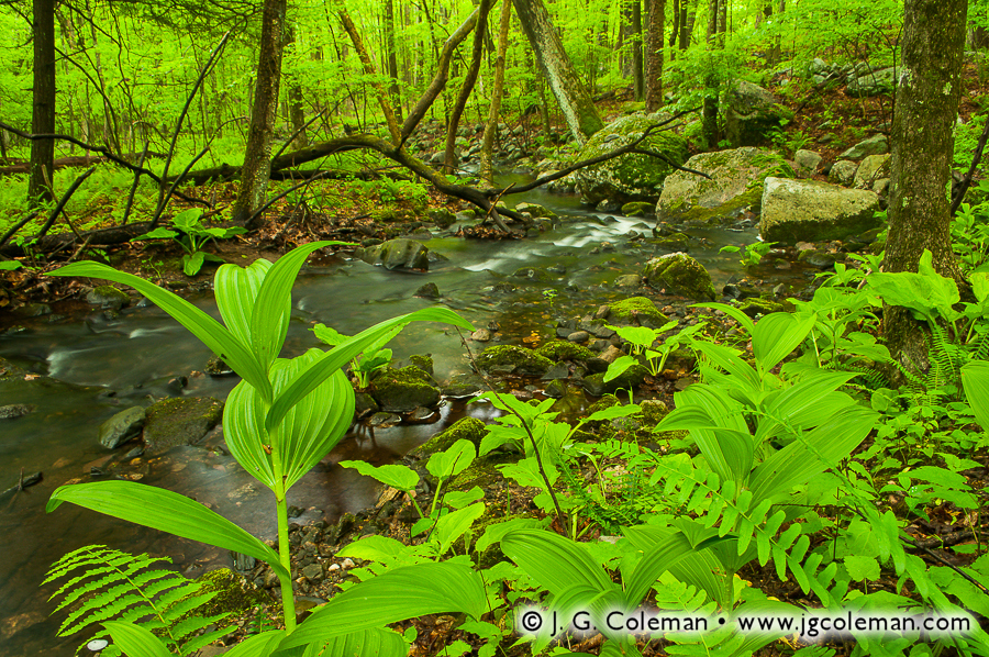 New England Oasis