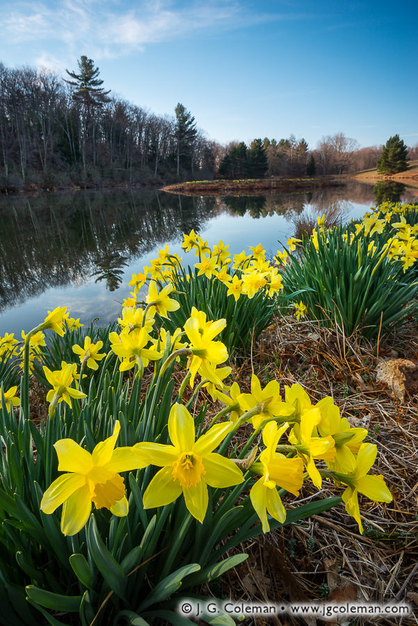 Narcissus Greeting (Laurel Ridge Daffodils, Litchfield, Connecticut)