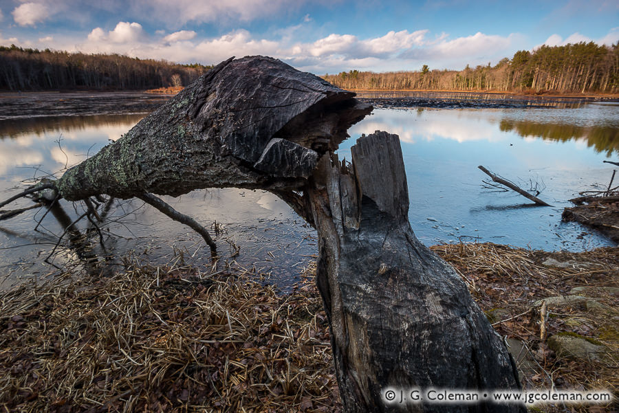 "Beaver Country" (Great Pond at Massacoe State Forest, Simsbury, Connecticut)