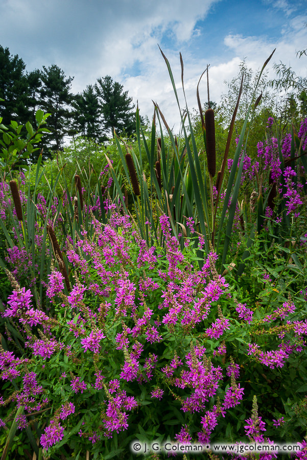 "Bouquet by the Water's Edge" (West Hartford Reservoir Trails, West Hartford, Connecticut)