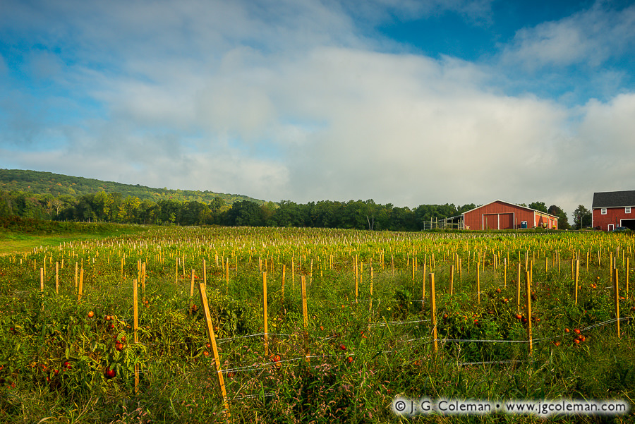 Yankee Farmlands № 85 (Field of tomatoes, Cheshire, Connecticut)