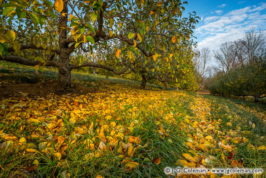Yankee Farmlands № 95 (Peach orchard during autumn, Guilford, Connecticut)