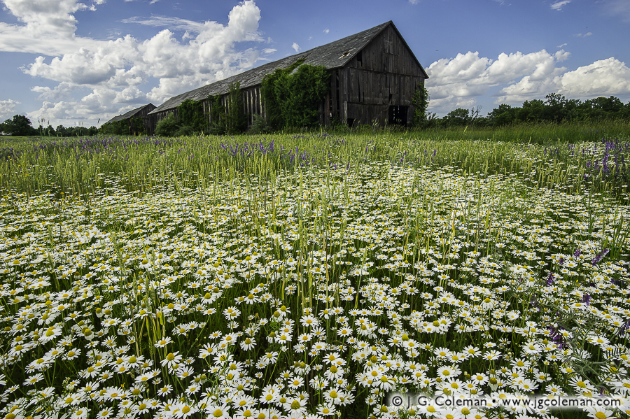 Yankee Farmlands № 68 (Tobacco sheds & wildflowers, Windsor, Connecticut)