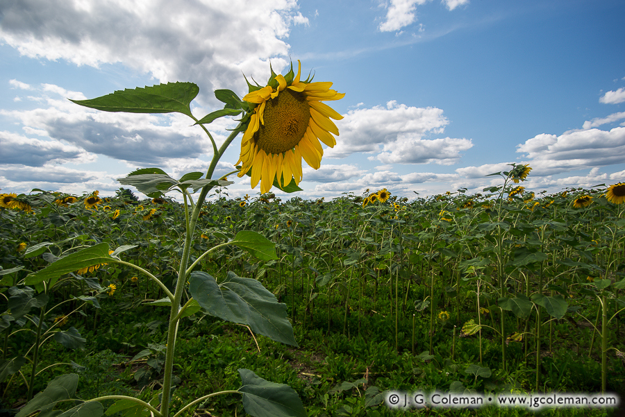 Yankee Farmlands № 34 (Field of giant sunflowers in Connecticut’s “Quiet Corner”, Griswold, Connecticut)
