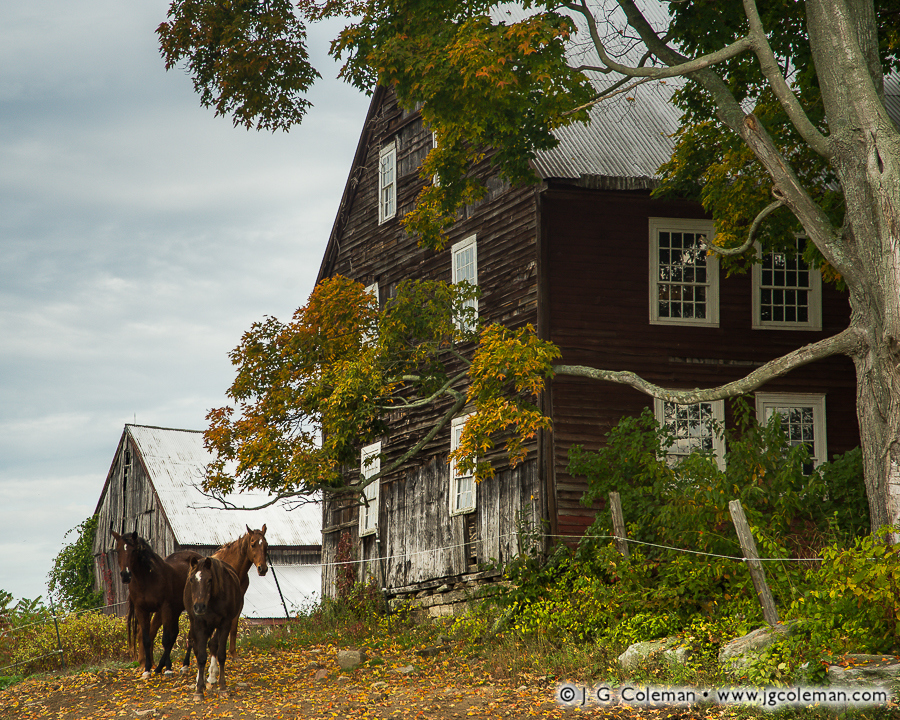 Yankee Farmlands № 41 (Horses pasturing beside old farmhouse, Hebron, Connecticut)