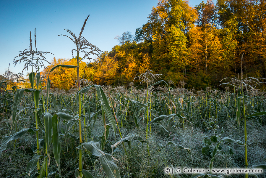 Yankee Farmlands № 42 (Corn field during Autumn Frost, Southbury, Connecticut)