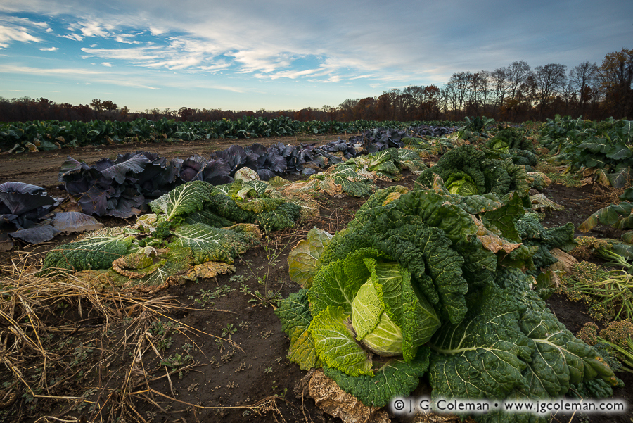 Yankee Farmlands № 44 (Autumn Cabbage Field, Farmington, Connecticut)