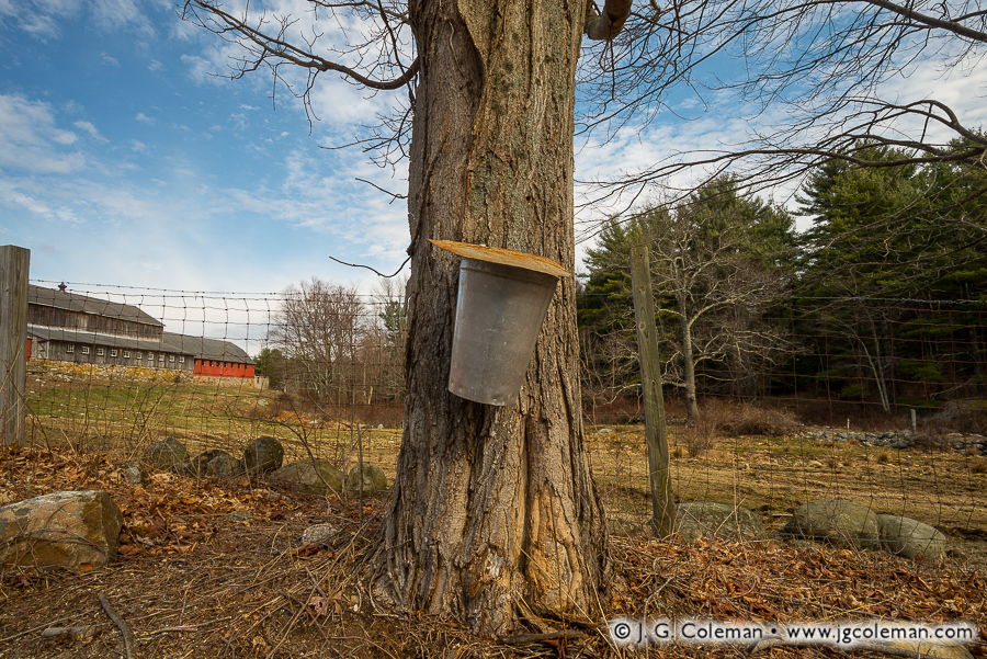 Yankee Farmlands № 57 (Tapped maple tree beside farm, New Hartford, Connecticut)