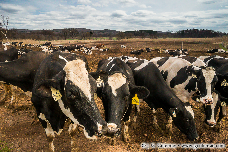 Yankee Farmlands № 61 (Holstein cows on Connecticut's largest dairy farm, Ellington, Connecticut)